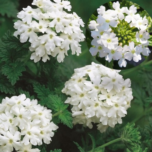 Verbena peruviana 'Samira® White' - Aed-raudürt 'Samira® White' P9/0,55L
